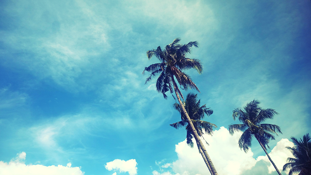 1c6df-palm-trees-and-sky-smaller-size